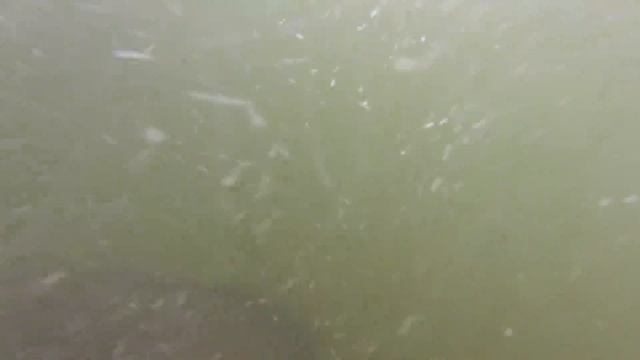 Деревня слонов в Паттайе (Pattaya Elephant Village) смотреть онлайн