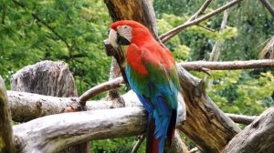 Звуки животных и птиц, для детей.  Панда, верблюд, голубь.