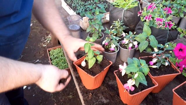 Фуксия перевалка в горшок для хорошего разрастания. смотреть онлайн