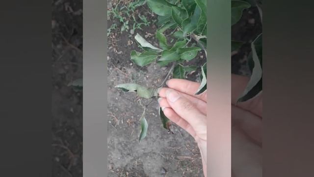 Мучнистая роса на яблони, винограде, персике. смотреть онлайн