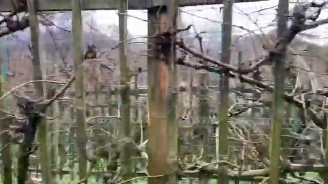 Груша в хрустальной бутылке. Словения. Вильямовка) смотреть онлайн