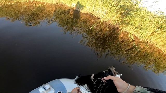 Рыбалка на паук с Наташей ЁКЛМН Кастинговая сеть американского типа против подъемника Рыбалка 2020 смотреть онлайн