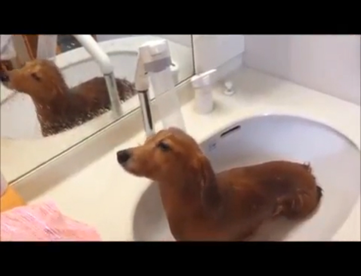 Длинношерстная такса принимает душ смотреть онлайн