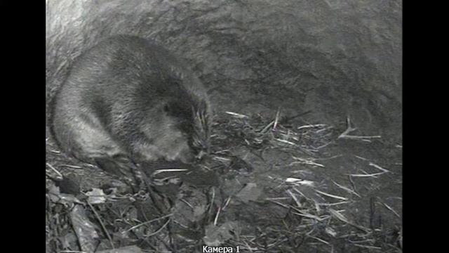 Прямая трансляция пользователя воронежский заповедник смотреть онлайн