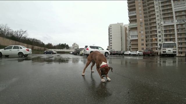 Good Dog Собаки Шани и Юта в южном лесу. Зимний dogvlog смотреть онлайн