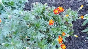 Цинния карликовая