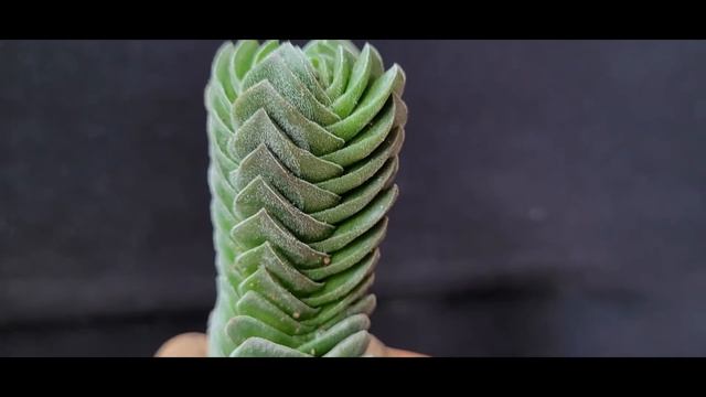 Crassula Templo De Buda, Crassula Buddha’s Temple  #suculetas