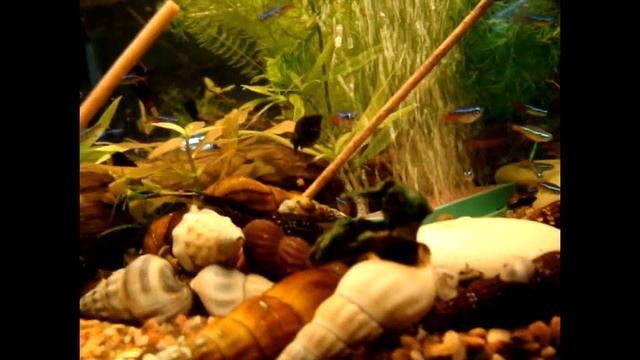 Тиломелании - Снежный Кролик и Геркулес. смотреть онлайн