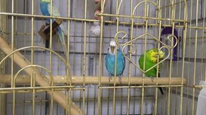 Фронтлайн в борьбе с пероедом,пухоедом для волнистых попугайчиков.