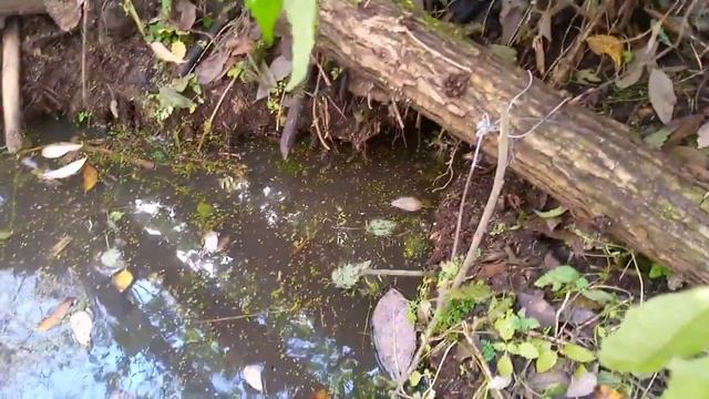 охота на бобра петлями смотреть онлайн