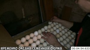 Как быстро и правильно закладывать яйца в инкубатор