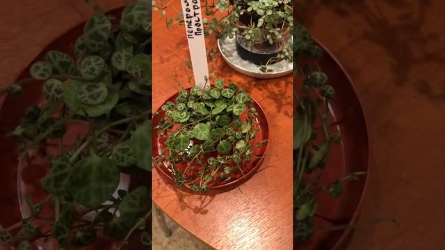 Новые цветочки из магазина Pilea смотреть онлайн