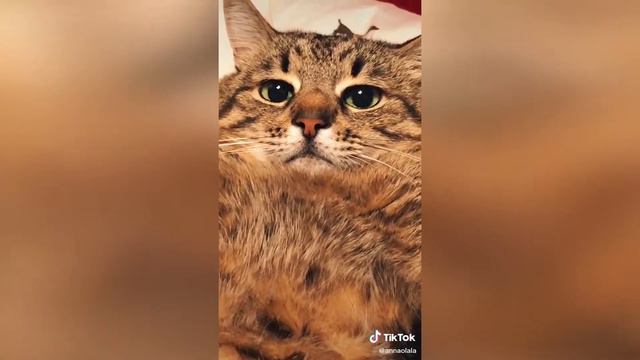 Лучшие Приколы декабрь 2020 || Смешные Видео || Ржач || Подборка до слёз || Видео Приколы #12 смотреть онлайн