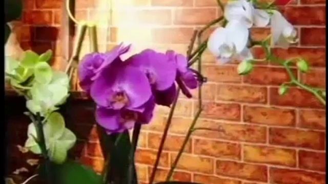 Орхидея. Мастер класс.Марина Рыкалина и Виталий Декабрев. Дачные радости. смотреть онлайн