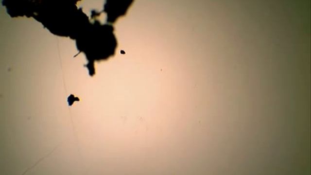 Ушной клещ смотреть онлайн