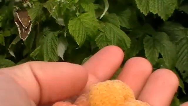 Wielka Malina - Poranna Rosa - bardzo odporna, w strone zdrowia i samowystarczalności смотреть онлайн