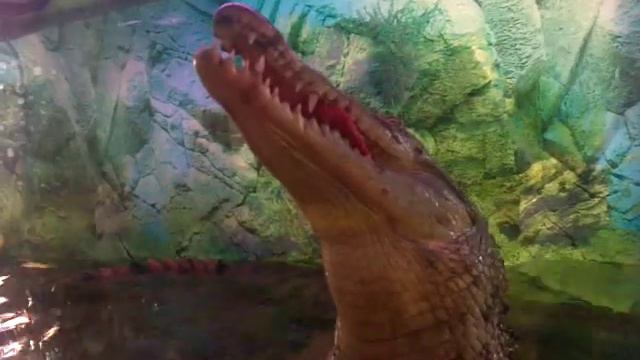 Как крокодил ест смотреть онлайн