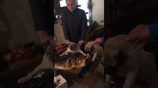 😆 Ржака!!!!!Мопсяша упала от восторга!!!!когда увидела ужин!!!!!!😂😂😂😂😂 смотреть онлайн