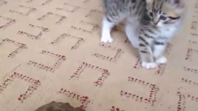 Кошка танцует перед черепахой смотреть онлайн