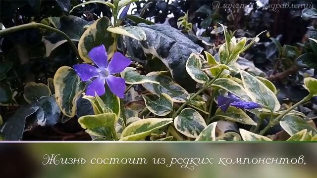 Мгновения. Афанасий Фет смотреть онлайн