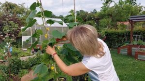 Как я выращиваю огурцы в ведре @galabum