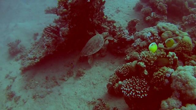 Makadi Bay 2019 смотреть онлайн