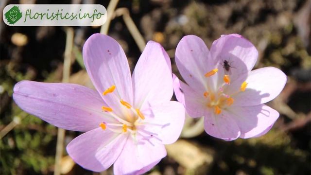 ? Осенний безвременник – посадка и уход в открытом грунте, пересадка безвременника и виды смотреть онлайн