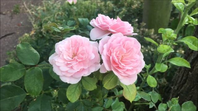 BONICA 82, Meilland France, World's Favorite Rose, All America Rose Award, ADR Label, Landscape Ros