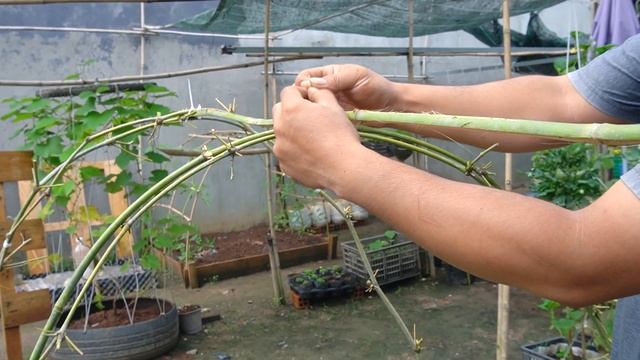 How To Grow Pumpkins At Home For Beginner | Pumpkins Halloween