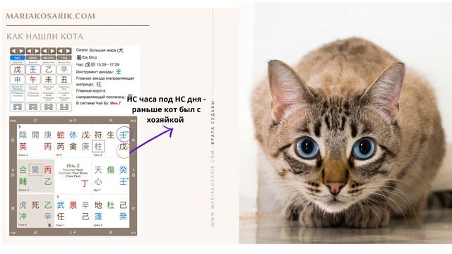 ОРАКУЛ О ПРОПАЖЕ КОТА смотреть онлайн