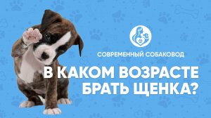 В каком ВОЗРАСТЕ брать ЩЕНКА? Этапы взросления мокроносого🐶