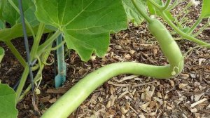 Прививка огурца на Лагенарию