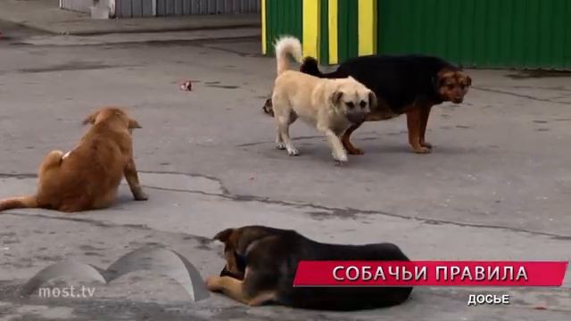 Новые правила жизни собак: выгуливать животных можно только на спецплощадках смотреть онлайн