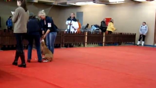 Нижний Новгород 20.12.2015. смотреть онлайн