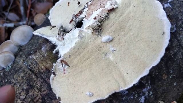 Trametes pubescens. Identificación. смотреть онлайн
