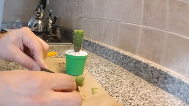 COMO SALVAR UN CACTUS INJERTADO (gymnocalycium mihanovichii) смотреть онлайн