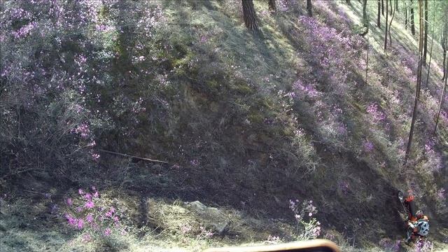 Трэш, угар, курвы и прочая эндуро садомазохия, на фоне цветения багульника, красота))) смотреть онлайн