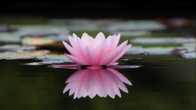 15 min Break Soothing Eastern Relaxation Meditation Music [Flute|Wellness¦Serene] смотреть онлайн
