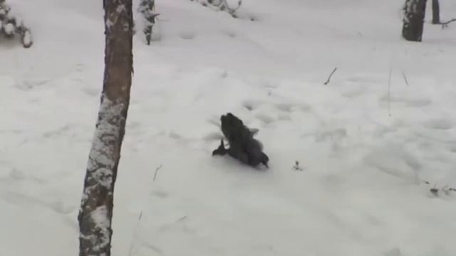 Я РЖАЛ ПОЛ ЧАСА СМЕШНЫЕ ЖИВОТНЫЕ , КОТЫ СОБАКИ И Д 15 смотреть онлайн