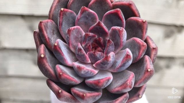 Echeveria Honky смотреть онлайн