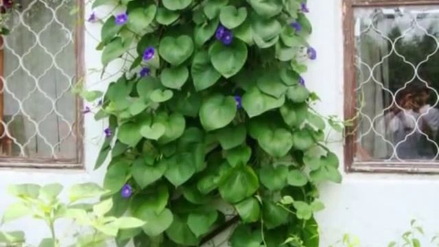 Вьющиеся растения садов. КАК выбрать лучшее? смотреть онлайн