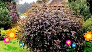 Пузыреплодник калинолистный Красный Барон. Краткий обзор, описание характеристик, где купить саженц