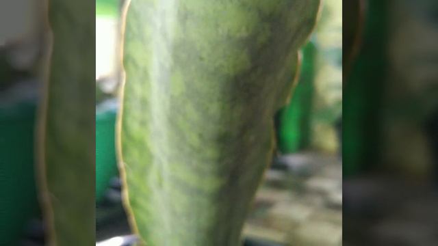 SANSEVIERIA BHITALAE "DRAGON KING" (Sansevieria sp ES 20849 Tanzania 45 km W Mafinga) смотреть онлайн