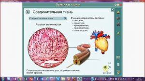 Ткани человека и животных.Подготовка к ЕГЭ и ОГЭ по биологии