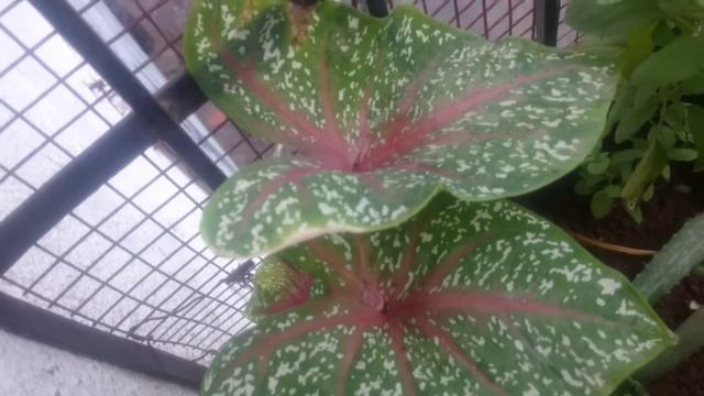 Caladium plant (Elephant ears, heart of Jesus or butterfly wings) | propagation, car and Cautions смотреть онлайн