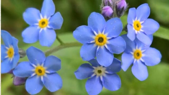 NO ME OLVIDES. Cuidados de la planta, características, usos y propiedades. Forget me not смотреть онлайн