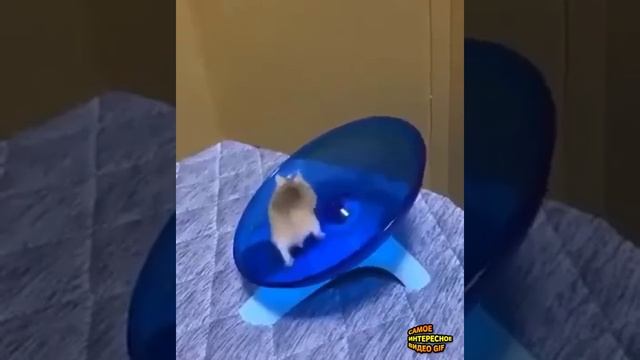 упёртый хомяк смотреть онлайн