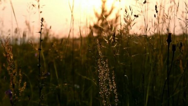 бегущий по полю