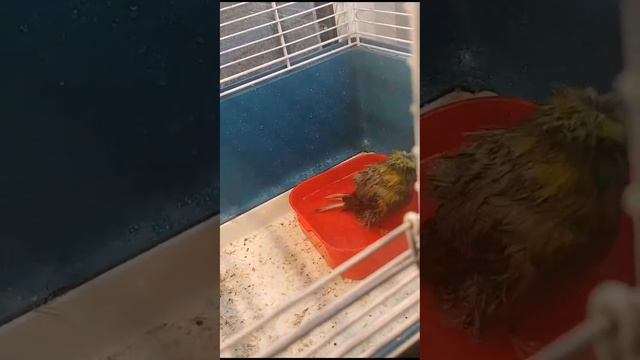 Боцман на процедурах ? смотреть онлайн