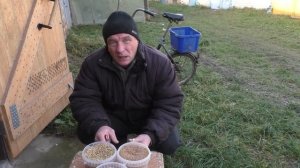 Красные белохвостые голуби ч  28